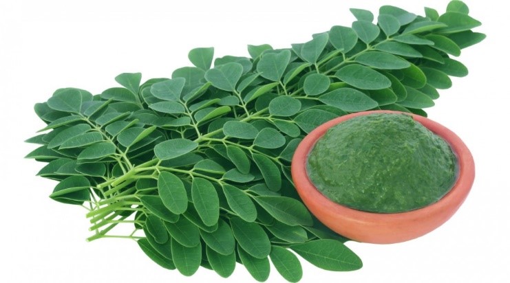 9.	Daun Kelor Membantu Meningkatkan Produksi ASI