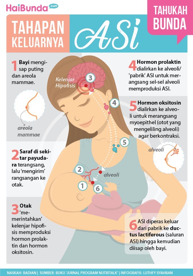 5.	Bagaimana ASI diproduksi?